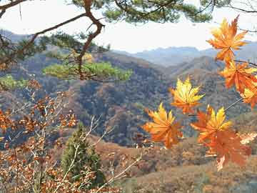 蜜源辉煌成就，荣誉奖项与无限潜力展望