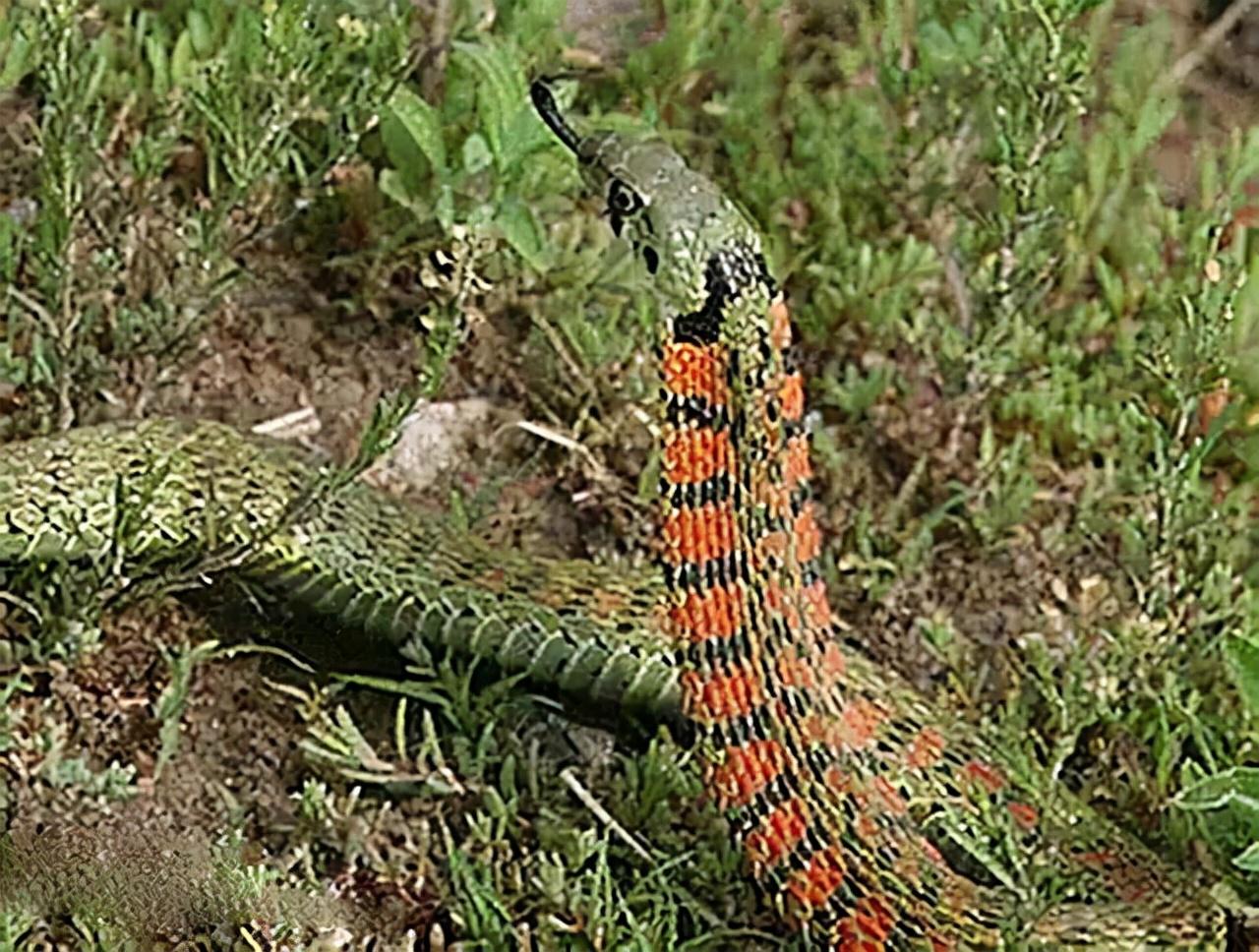 湖北,土地的魅力与风采展现